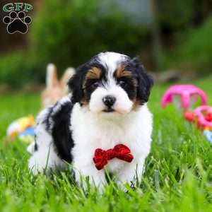 Jeremiah, Havapoo Puppy